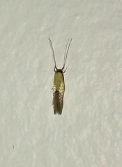 Opogona protodoxa
