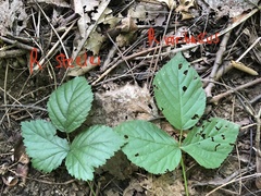 Rubus steelei