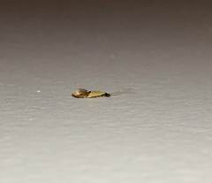 Opogona protodoxa