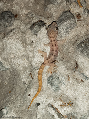 Phyllodactylus reissii