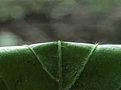 Rubus steelei