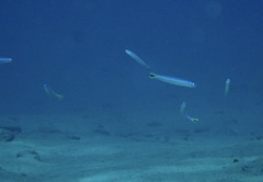 Ptereleotris heteroptera