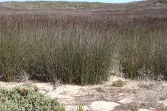 Thamnochortus spicigerus