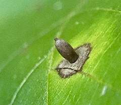 Caryomyia urnula