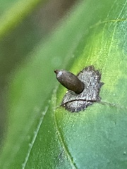 Caryomyia urnula