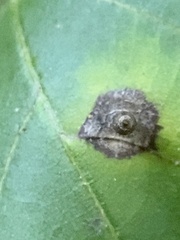 Caryomyia urnula