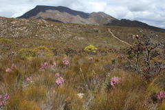 Erica selaginifolia
