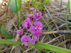 Glycine rubiginosa