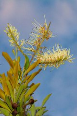 Grevillea exul