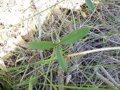 Glycine rubiginosa