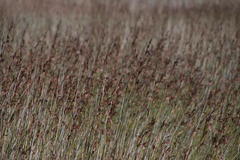 Thamnochortus spicigerus