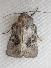 Oligia obtusa