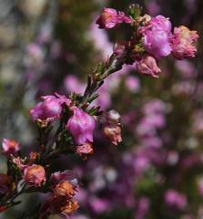 Erica selaginifolia