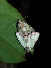 Chytonix