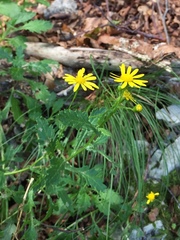 Senecio squalidus rupestris
