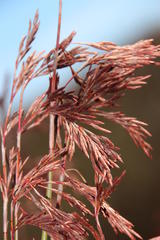 Thamnochortus spicigerus