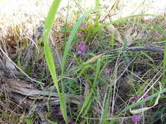 Glycine rubiginosa