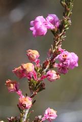 Erica selaginifolia