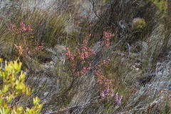 Erica selaginifolia