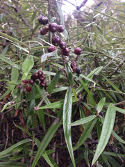Corokia buddleioides