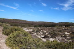 Thamnochortus spicigerus