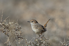 Calamanthus campestris