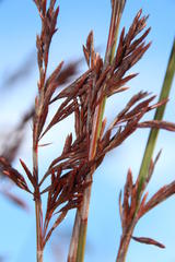 Thamnochortus spicigerus