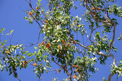Eucalyptus miniata