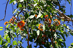 Eucalyptus miniata