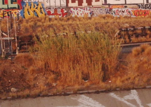 photo of Giant Reed (Arundo donax)