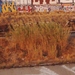 photo of Giant Reed (Arundo donax)