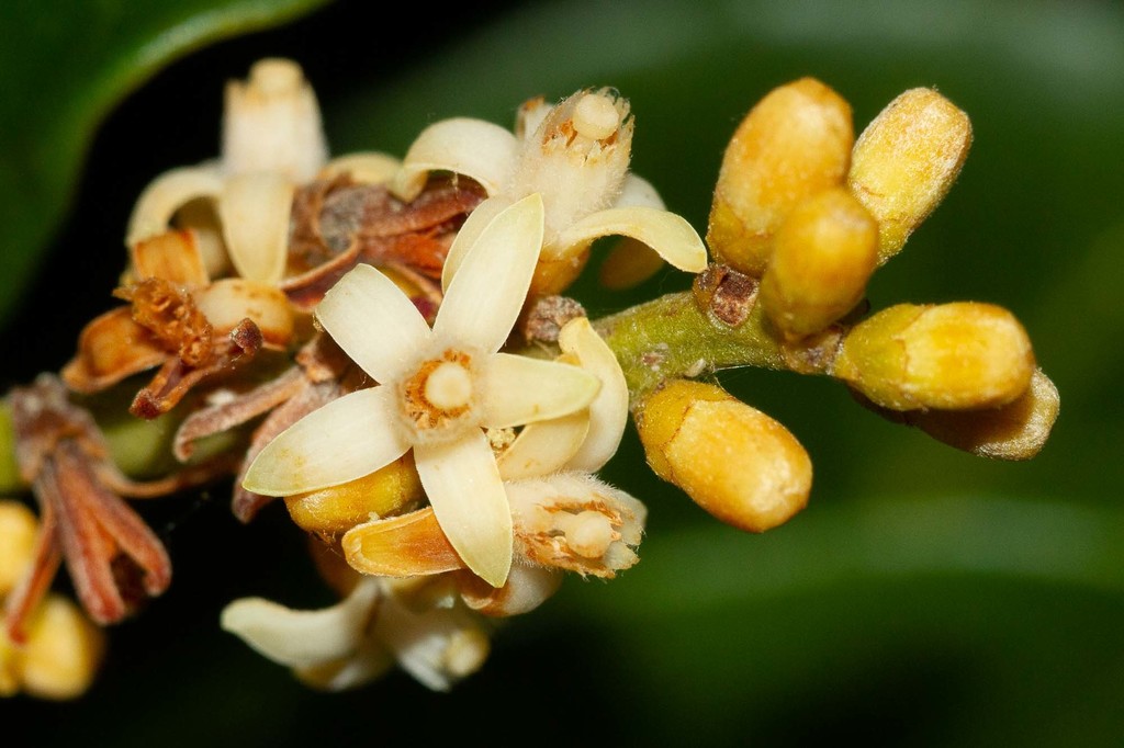 Didymocheton rufescens (Didymocheton rufescens)