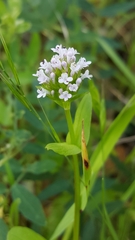 Plectritis ciliosa