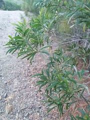 Acacia spirorbis