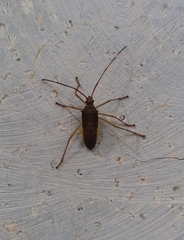 Paradasynus spinosus