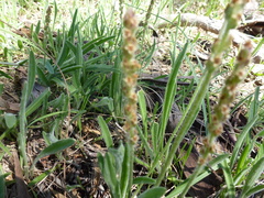 Plantago drummondii