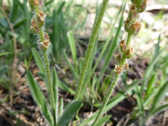 Plantago drummondii