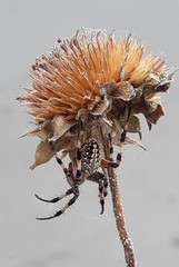 Neoscona oaxacensis
