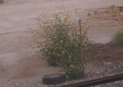 Helianthus annuus
