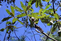 Banksia dentata