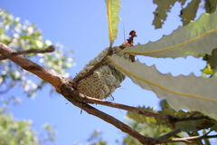 Banksia dentata