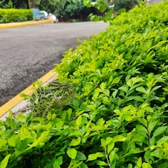 Chamaeleo zeylanicus