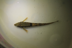 Odontopyxis trispinosa