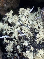 Flavocetraria