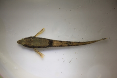 Odontopyxis trispinosa