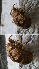 Insecta