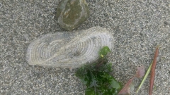 Velella