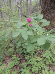 Paeonia obovata
