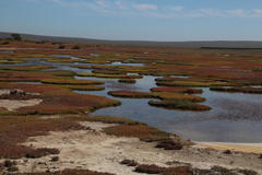 Salicornia tegetaria