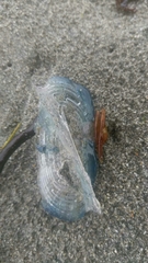 Velella